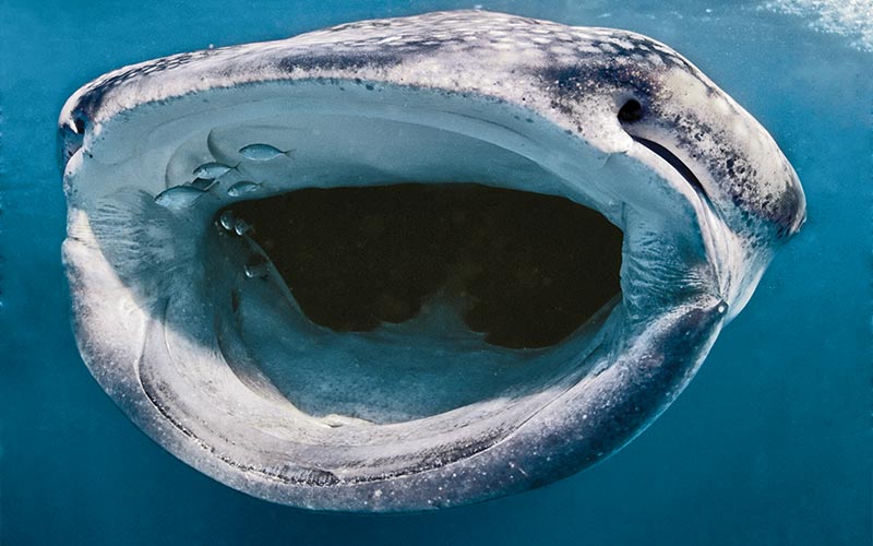 Open-mouth whale shark smiles at camera and hopes to snag some unsuspecting fish in its mouth
