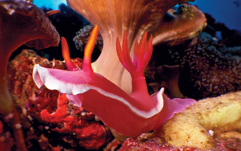 Pink tubular blob with a sucker-like mouth swims through some coral