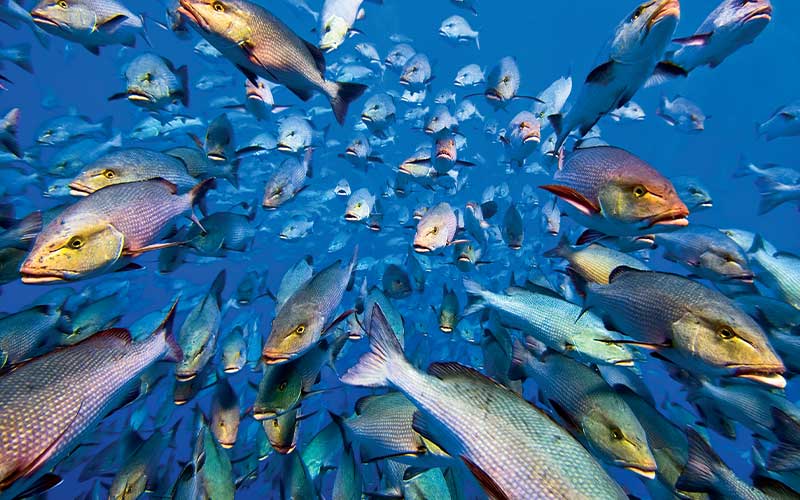 School of fish swim toward the camera