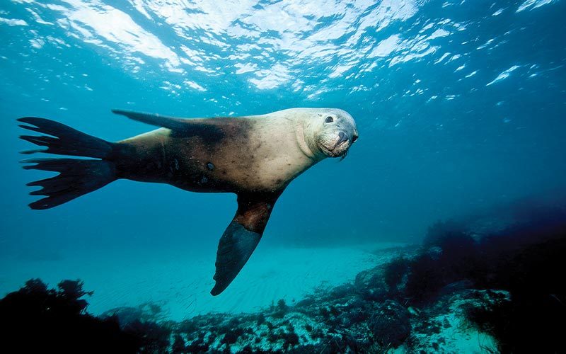 Seal stares directly at the camera as it floats by