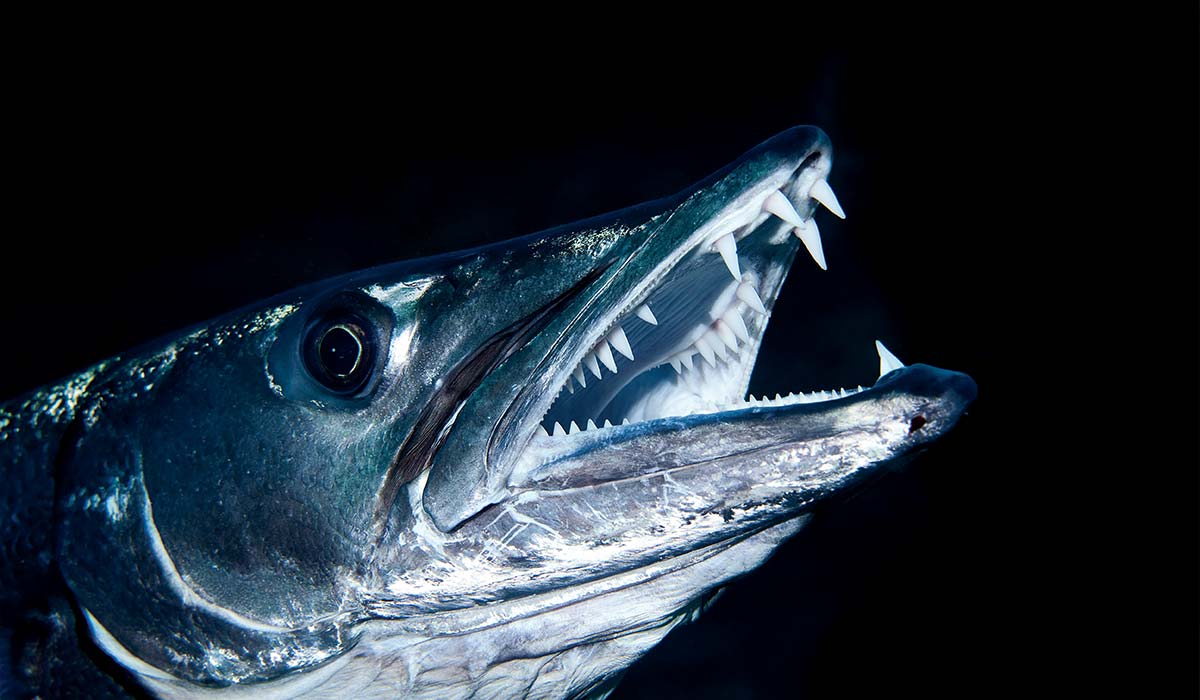 The menacing mouth of a barracuda