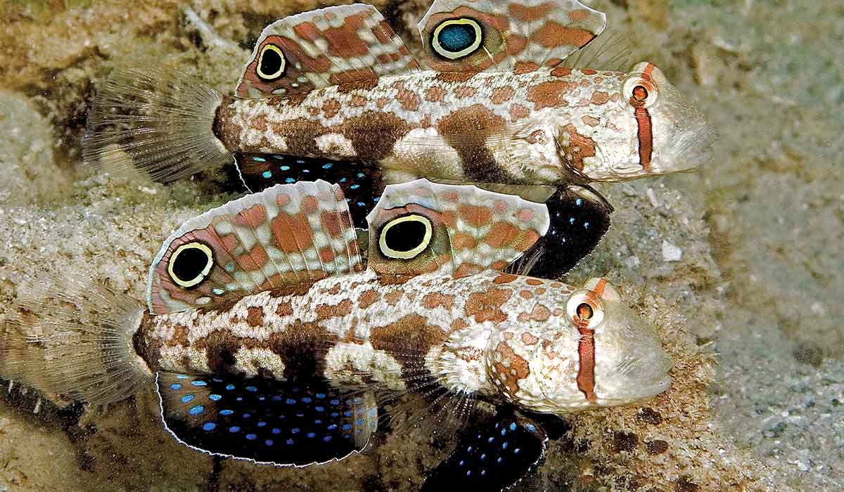 Two gobies have stripes over their eyes and blue spots on their fins