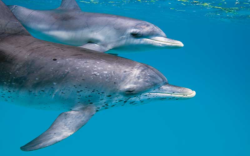 Two sad-looking dolphins swim by the camera