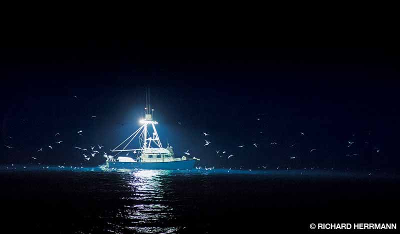 Un barco de luces comercial atrae a calamares en el lado posterior de Isla Catalina.