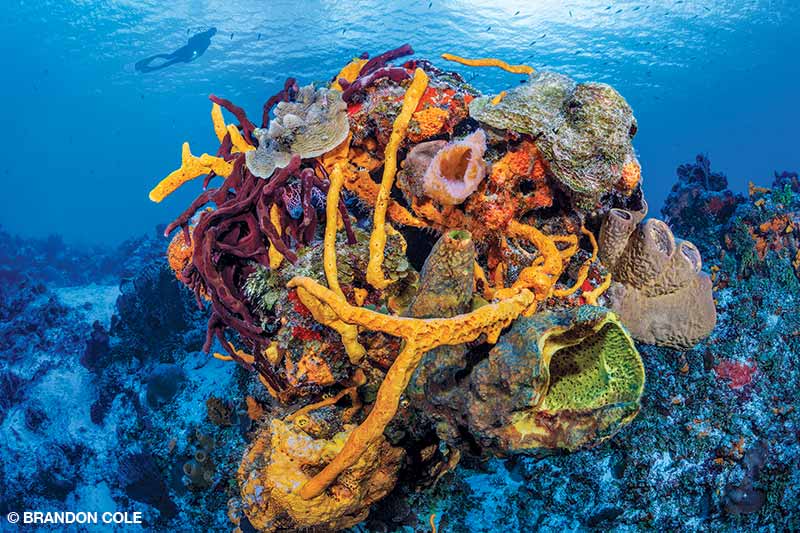 Un buzo nada sobre un arrecife de coral que brilla con los colores del arcoíris de abundantes esponjas en Cozumel, México.