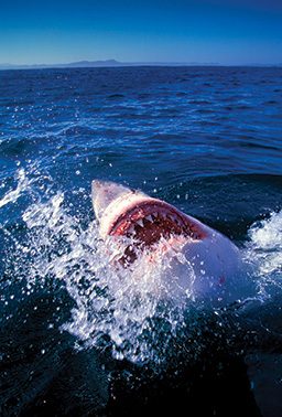 A great white shark breaches at the ocean's surface