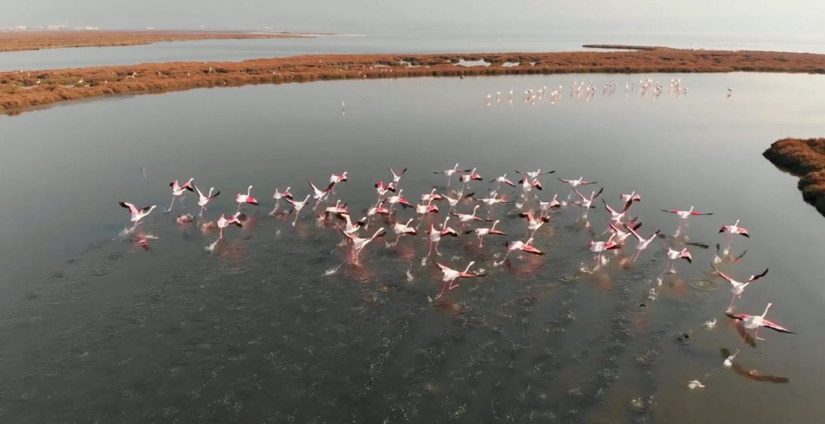 A flock of birds takes flight amid wetlands