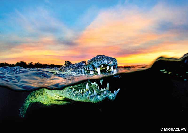 An over-under photo of an American crocodile at sunset at Jardines de la Reina, Cuba