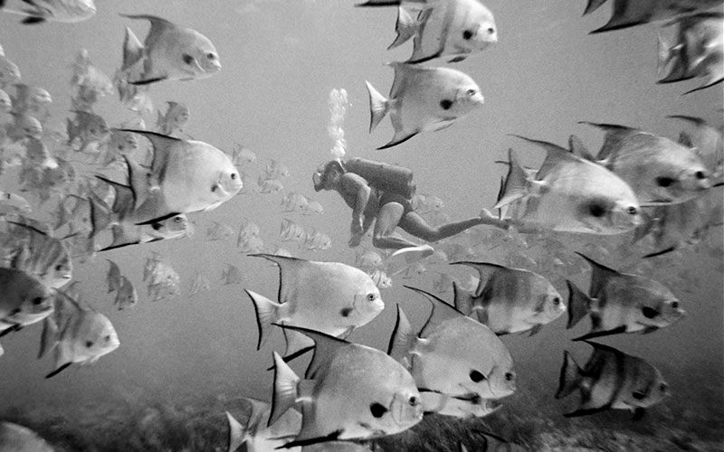 Black-and-white photo of a diver swimming among fish
