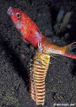 A bobbit worm grabs a goatfish at Lembeh Strait, North Sulawesi, Indonesia