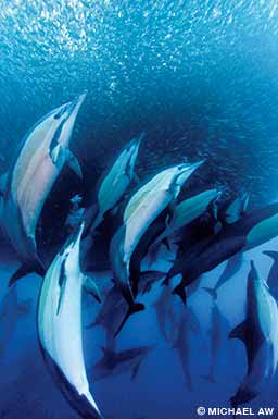 Short-beaked common dolphins charge into a sardine baitball off the east coast of South Africa
