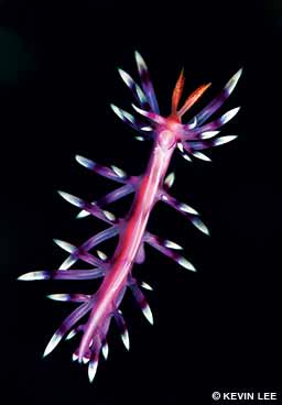 A Coryphellina exoptata displays its brilliant colors.