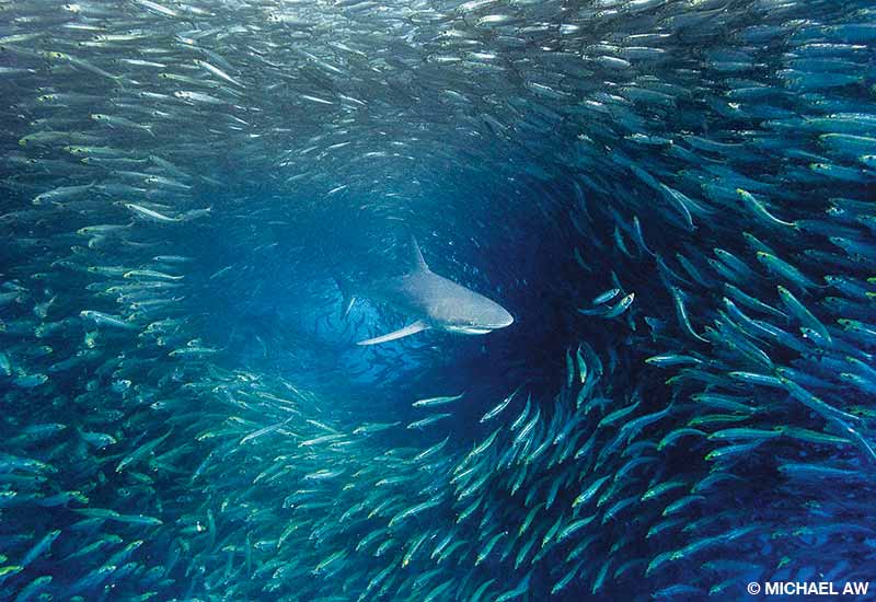 Dusky sharks feed on a sardine bait ball off the east coast of South Africa