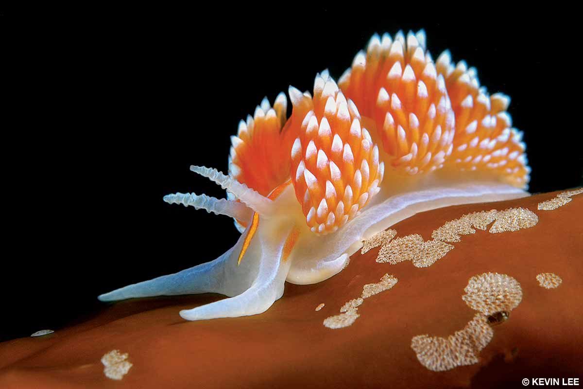 The Hermissenda opalescens, commonly known as the opalescent nudibranch, transfers unfired nematocysts from its prey to the cerrata on its back and uses them for defense