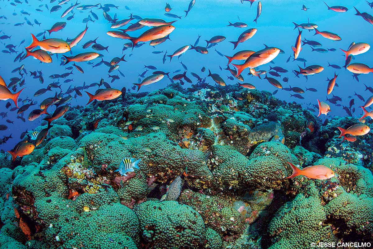 The Madracis coral formation at Stetson Bank’s buoy three is a signature site at FGBNMS and often loaded with schools of creolefish.