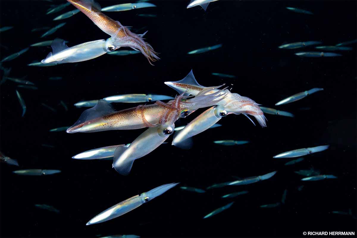 Male squid wrap their tentacles around females during a night dive at Catalina Island.