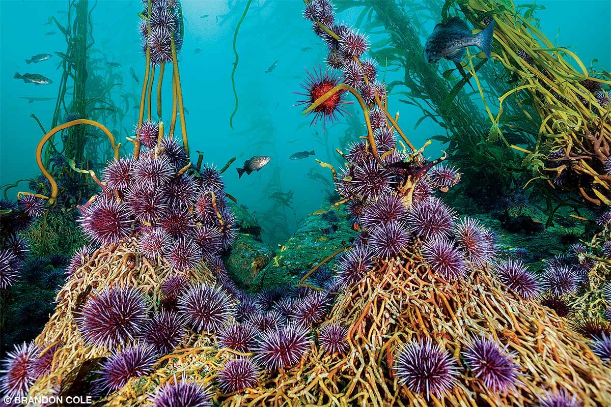 Purple sea urchins attach to feed on giant kelp.