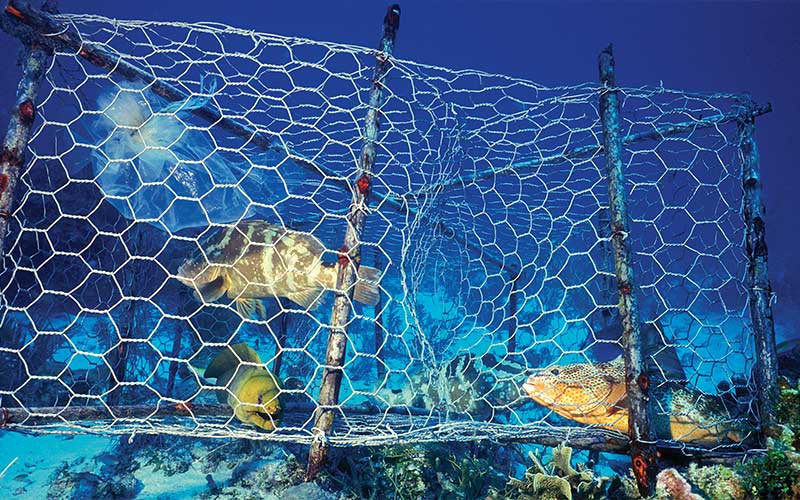 Several sad-looking fish are caught in a net