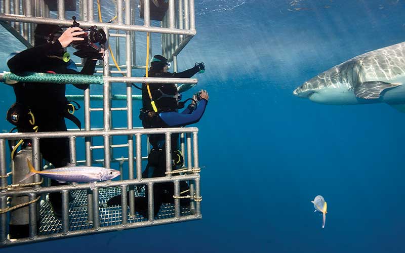 Three divers hang out in a shark cage viewing a nearby shark