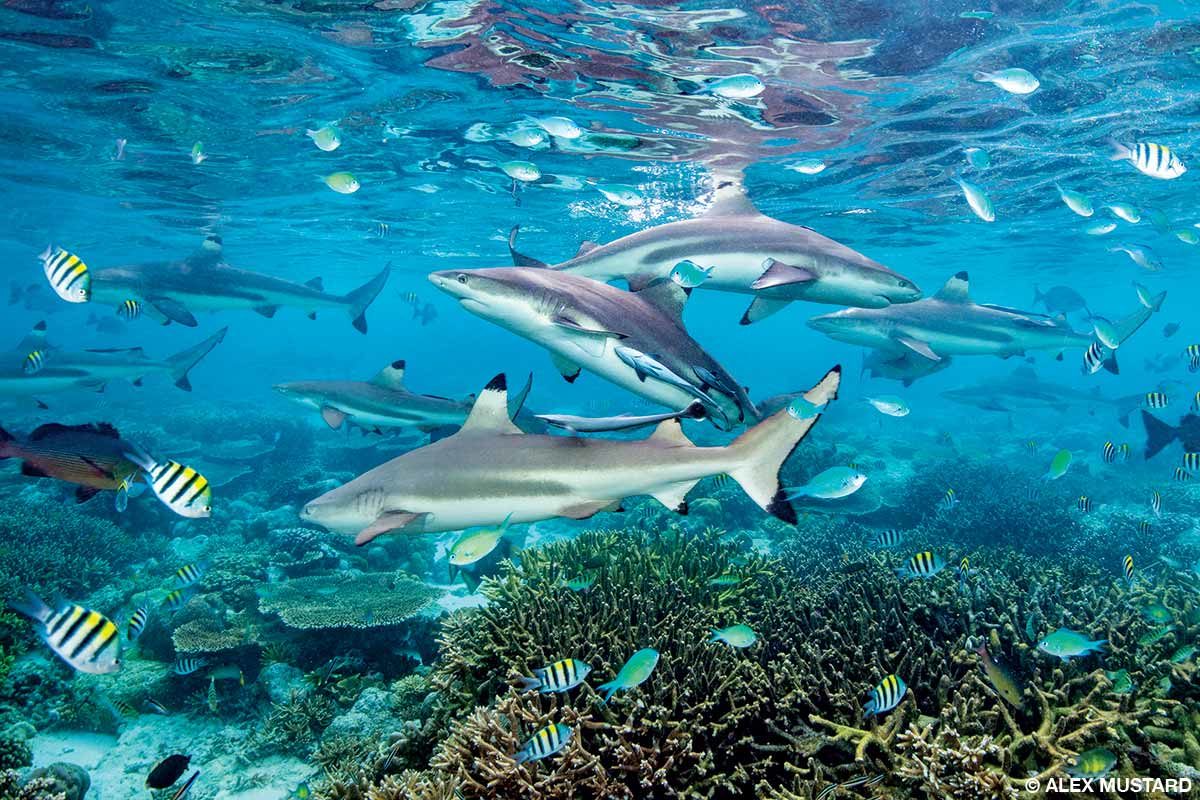 A group of blacktip reef sharks circles over a shallow coral garden in the Misool Marine Reserve in Raja Ampat, West Papua, Indonesia.