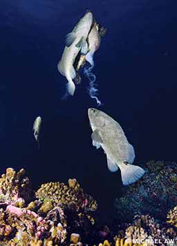 A female brown-marbled grouper releases its eggs during spawning at Fakarava, South Passage, French Polynesia