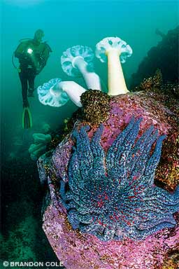 A diver swims over giant plumose sea anemones and a giant sunflower sea star off the Washington coast.