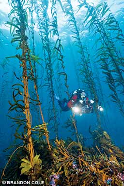 A diver swims through a kelp forest in southeast Tasmania. This species of giant kelp also grows along the California coastline.