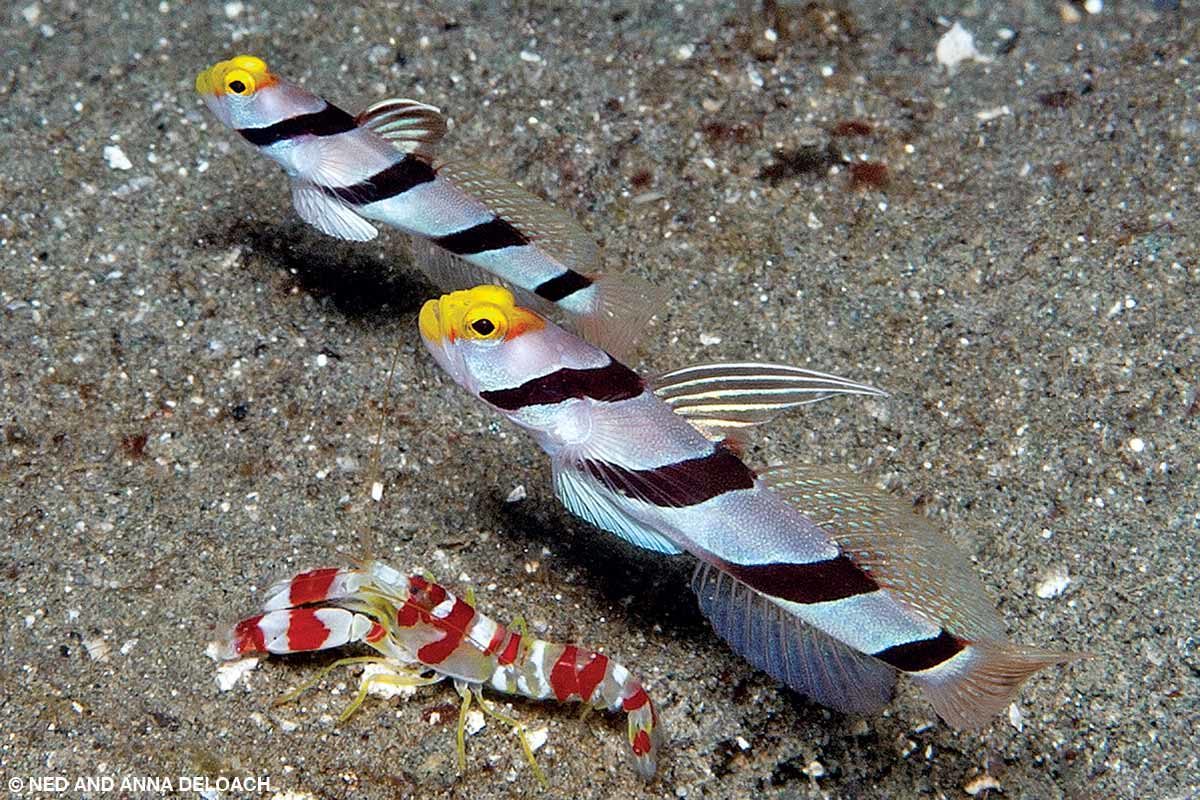 A mated pair of yellownose shrimpgobies breaks the mold by regularly hovering out of antenna reach of their partner shrimp.