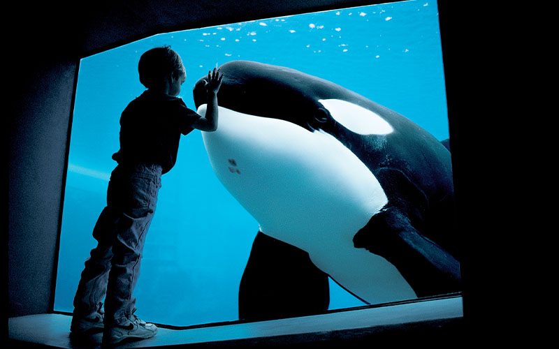 Little boy presses head up against whale tank and an orca whale stares right at him