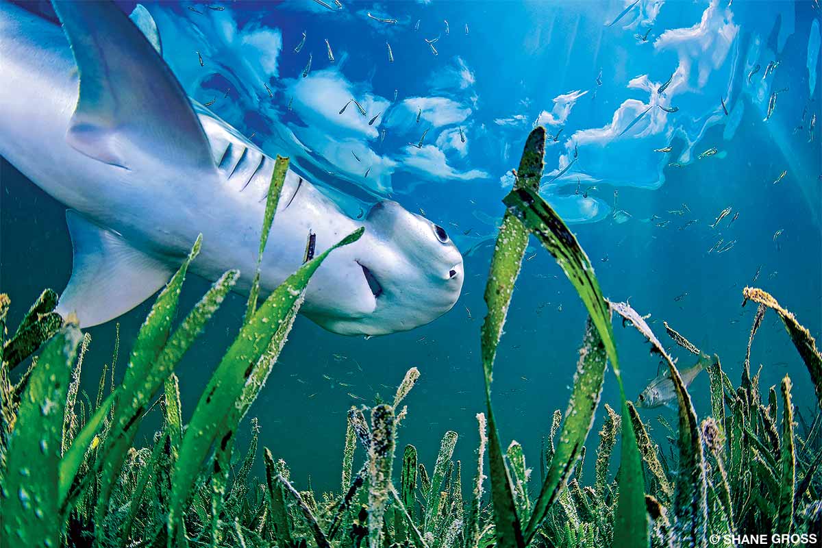 bonnethead shark amid seagrass