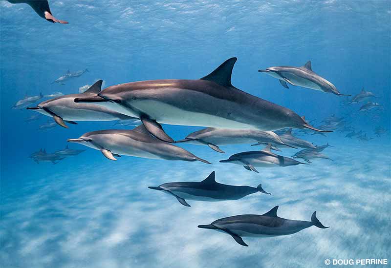 Delfín tornillo hawaiano