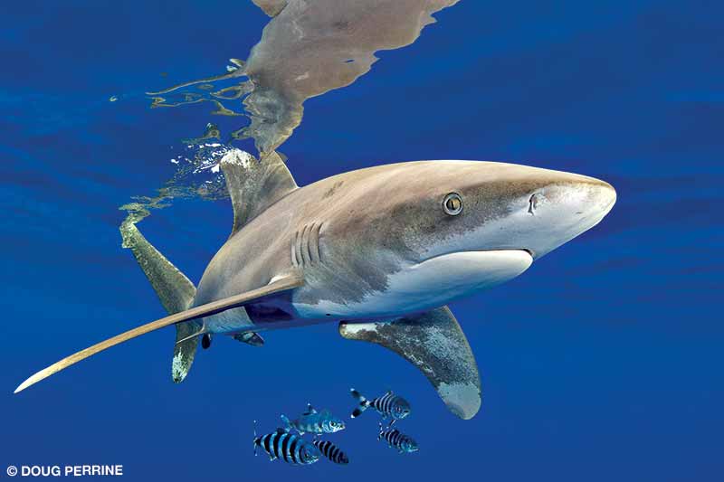 Oceanic whitetip sharks