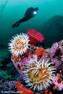 Point Lobos Marine Reserve in Carmel, California, offers shore divers beautiful reef scenes