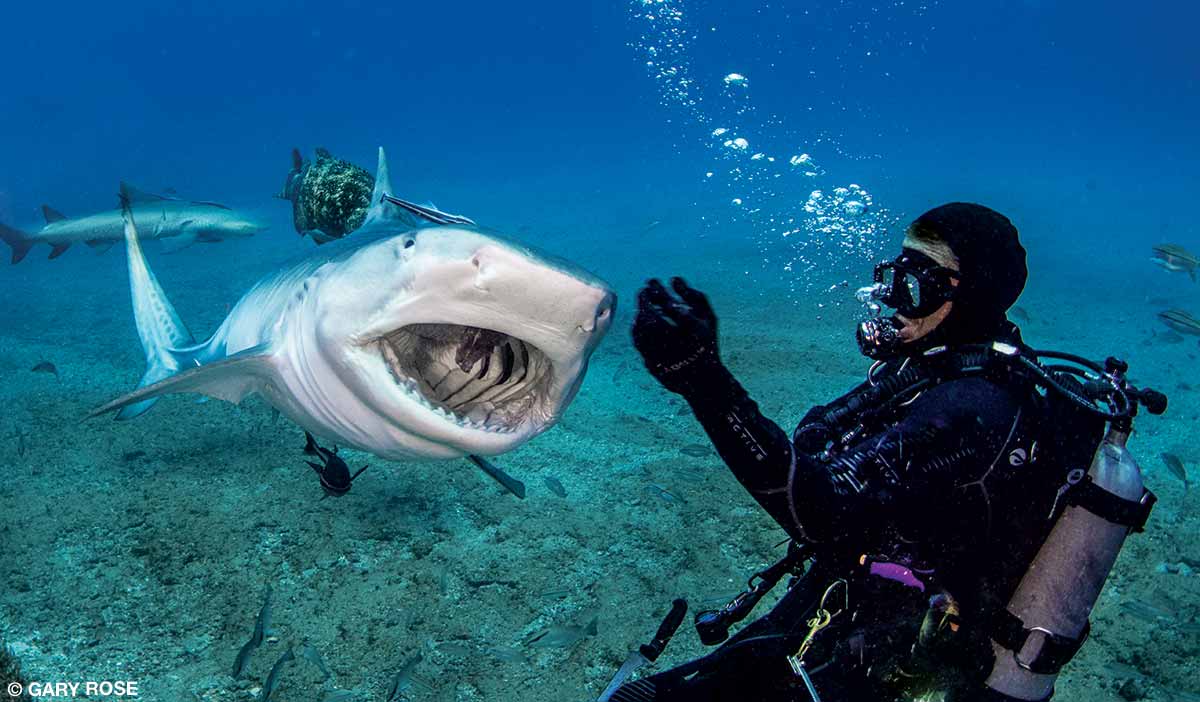 diver feeding tiger shark