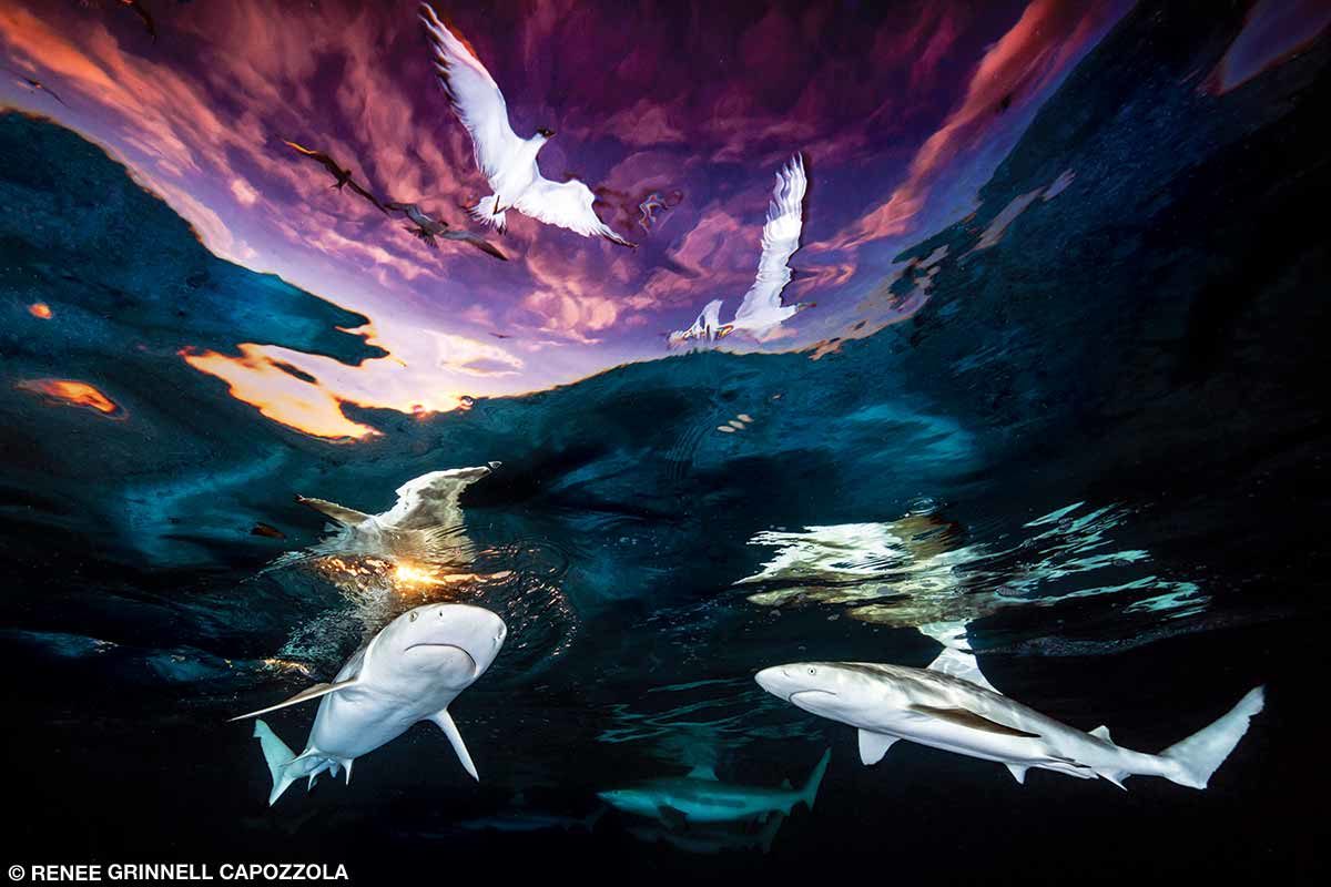 sharks underwater at sunset with pinkish-purple sky