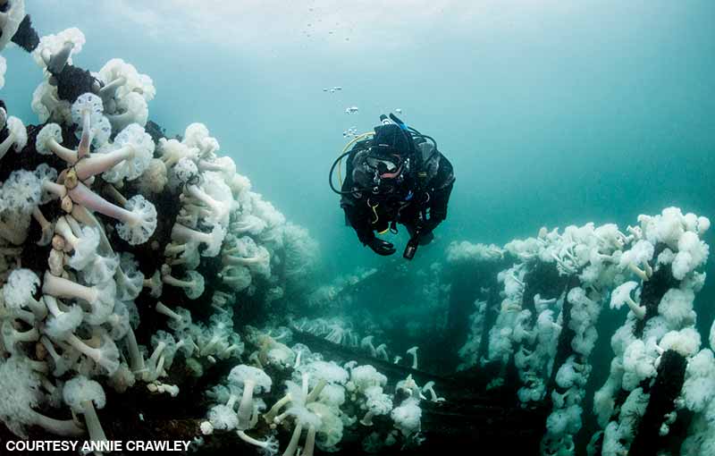 diver swims through a sea of anemones