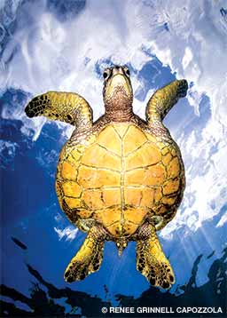 tortue verte