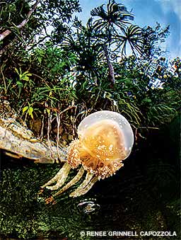 A jellyfish glides near the surface of a shallow saltwater lagoon