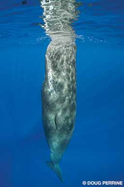 A juvenile sperm whale comes to the surface