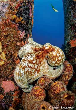 octopus hunts on the pilings of Bonaire’s Salt Pier