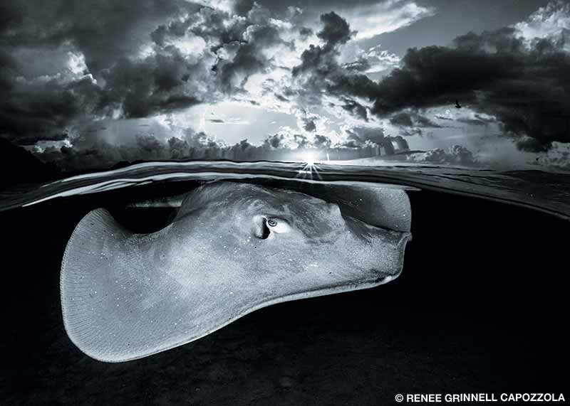 This over-under of a stingray was taken at sunset