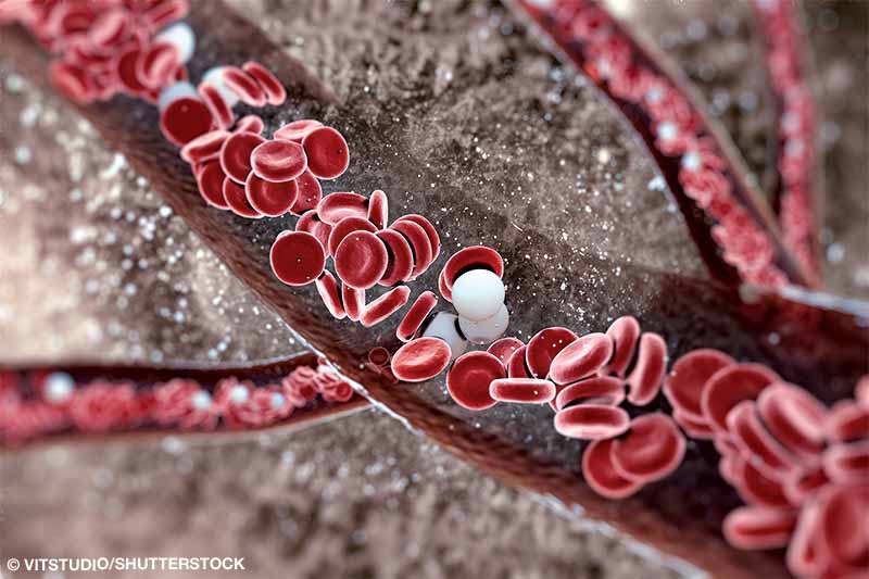 blood cells (white, red and platelets)