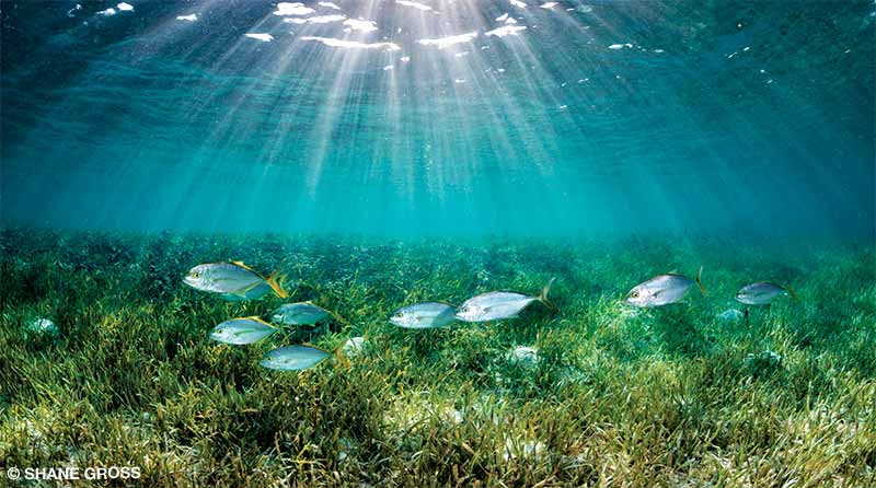 A school of fish feeds in seagrass