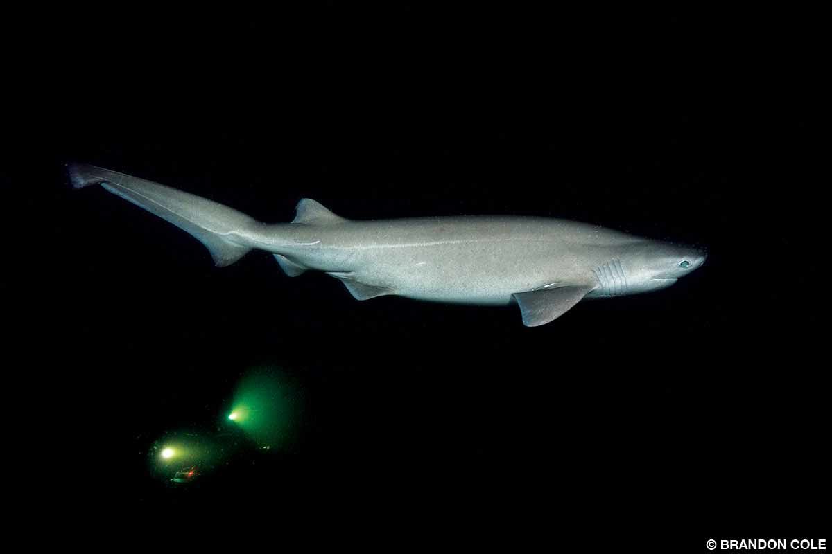 sixgill shark in the Salish Sea