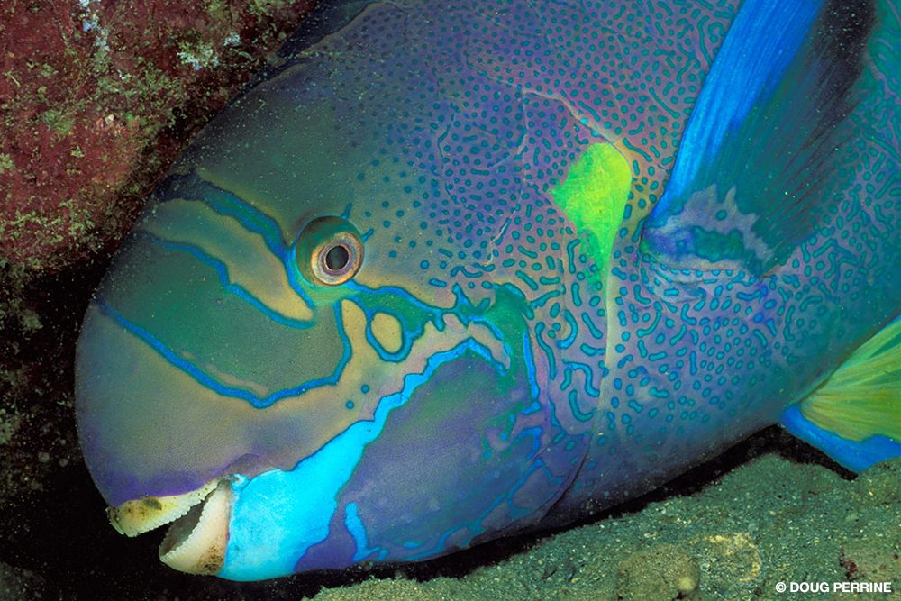 Protecting Hawaii's Fishes Alert Diver magazine SECOND QUARTER 2023