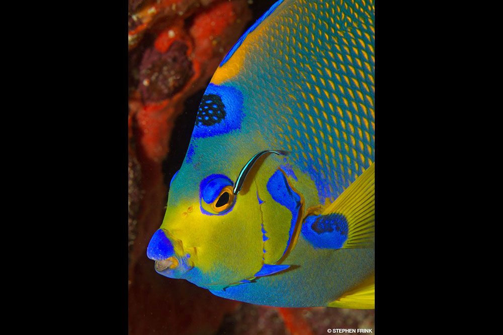 A butterfly fish stripping coral tissues off of a staghorn coral colony