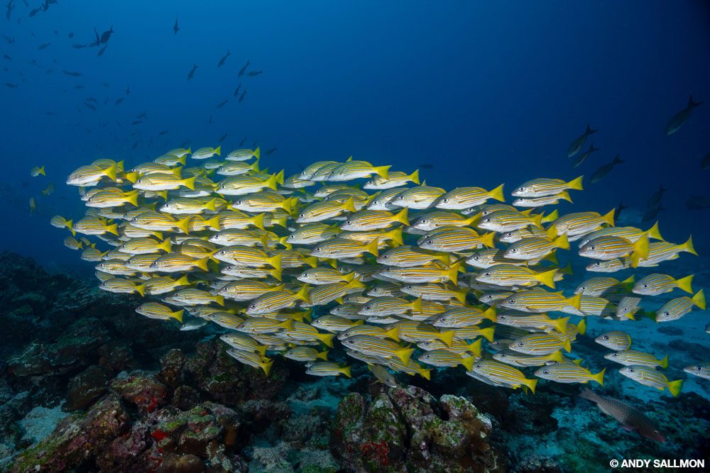 Cocos Island - Divers Alert Network