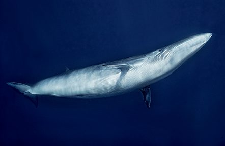 Bryde’s whales