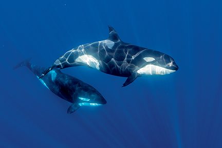sekawanan paus orca sementara mengunjungi kawasan ini