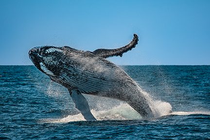 Ningaloo Reef - Divers Alert Network